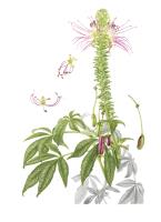 Cleome anomala Kunth.